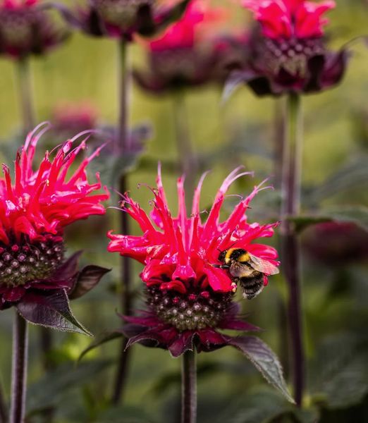 Monarda didyma 'Superwings Red'